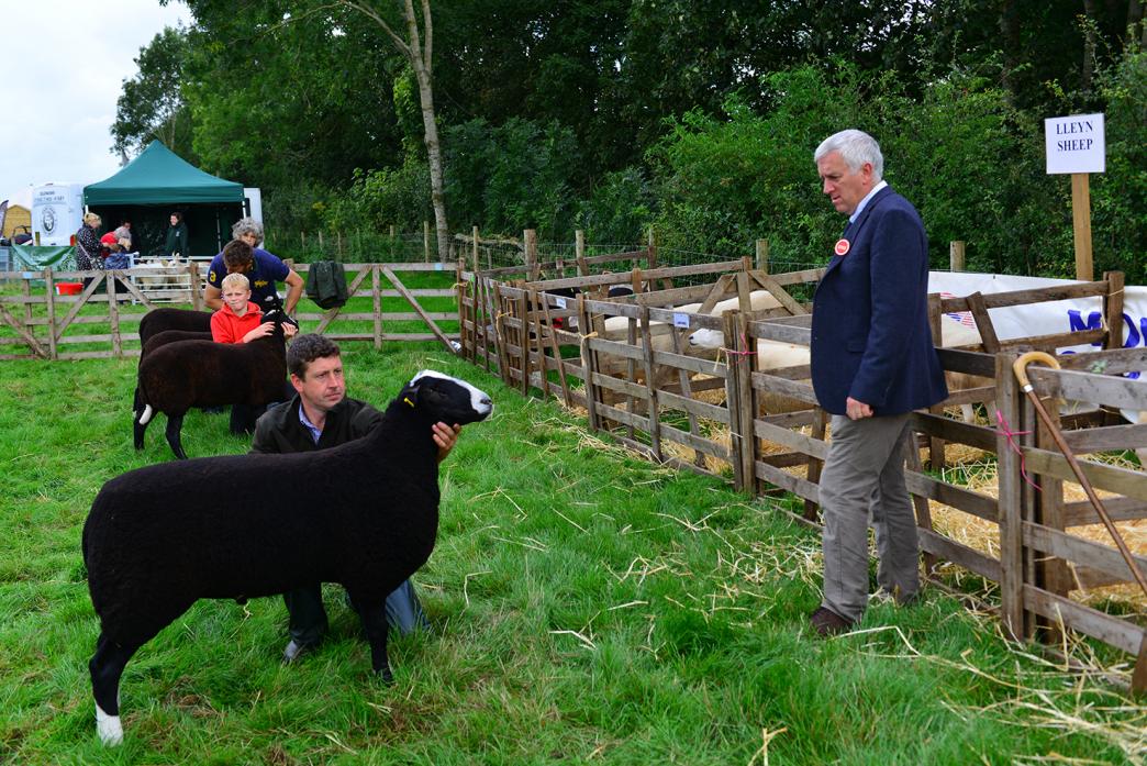 BLACK BEAUTY: Peter Addison showing one of his Zwartbles sheep