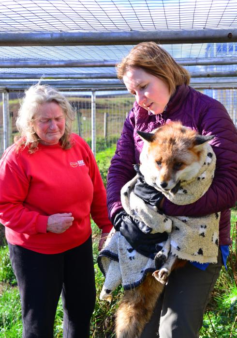 EMOTIONAL: Vet Micaela Wright and animal sanctuary owner Pat Kingsnorth prepare Sammy the fox for relocation