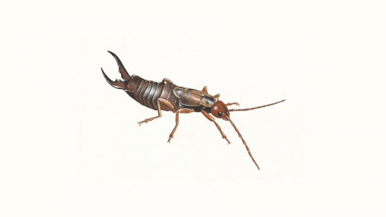 ATTENTIVE: Unlike most insects, earwigs are very attentive of their young