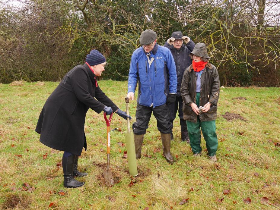 ECO-WORK: Helen Goodman helps the Trees for Teesdale group plant saplings