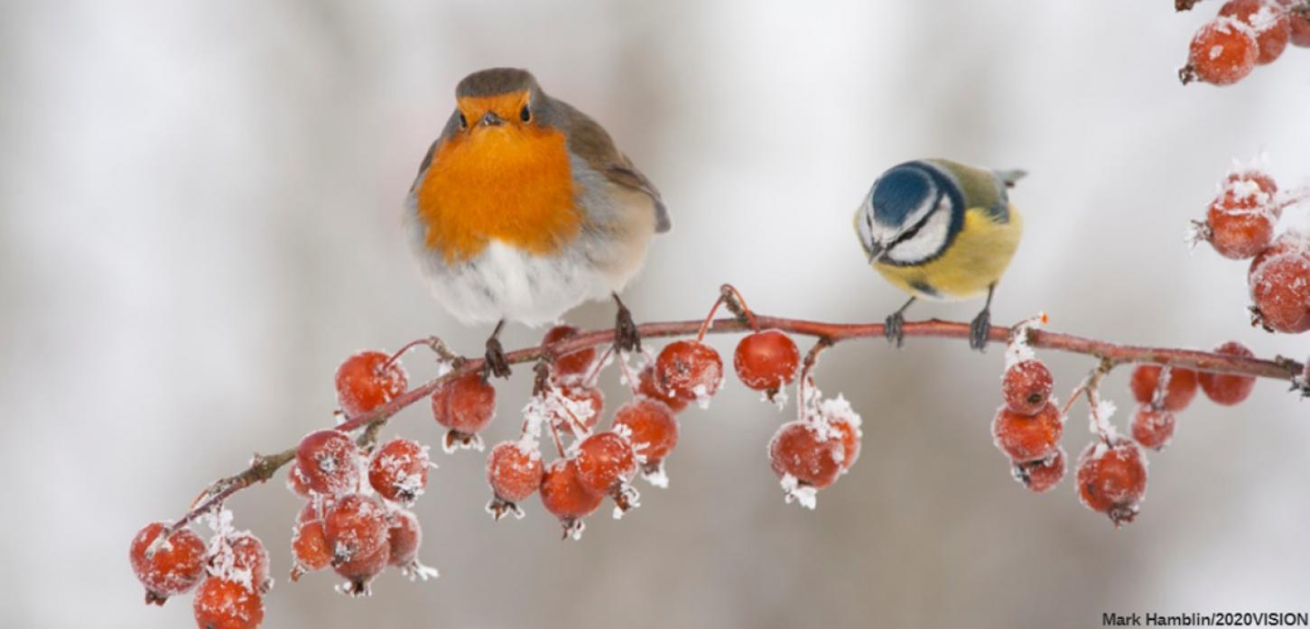 HELPING HAND: Durham Wildlife Trust is urging folk to help wildlife, such as Robins and tits, through the colder months  Picture: Mark Hamblin
