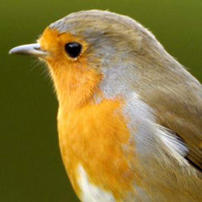 NATIONAL TREASURE: The robin was voted the nation’s favourite