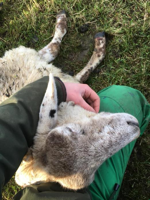 DOG ATTACK: Photos Ms Gaines shared of the sheep following the attack near Barnard Castle