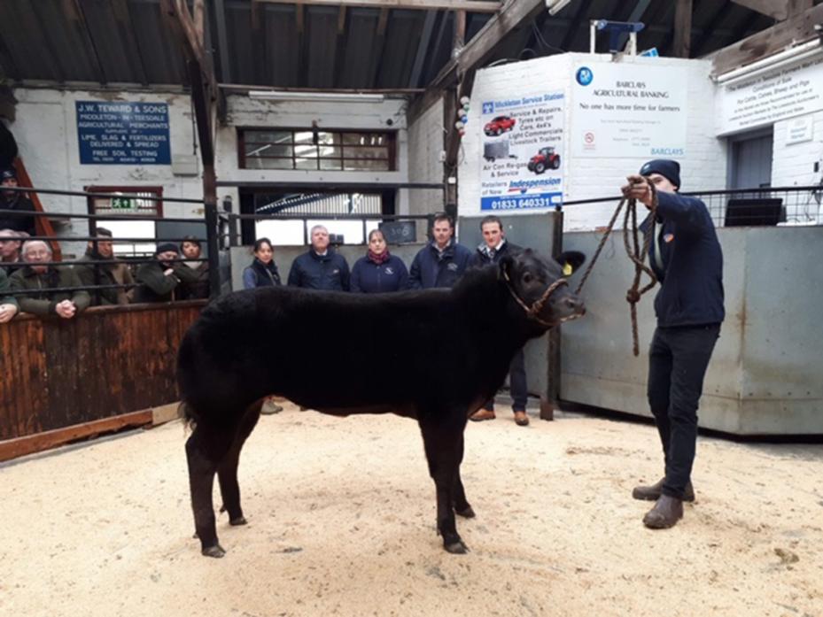 LOOKING GOOD: The overall champion at Middleton, shown by BR Lawson & Son, shown by Luke Wilkinson, with the judge and sponsors looking on