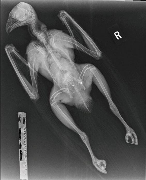 X-RAY: Buzzard with lead shot