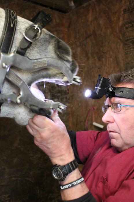 OPEN WIDE: Kevin Hallett, an equine dentist based in North Yorkshire but who covers the region