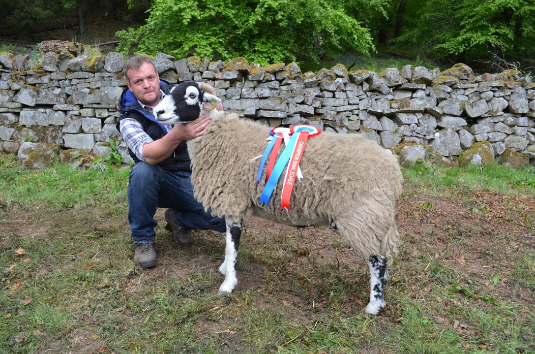 BEST IN SHOW: A ewe shown by David Mallon, of Eggleston-based S Bentley & DJ Mallon, was judged overall champion at the High Force spring show of Swaledales