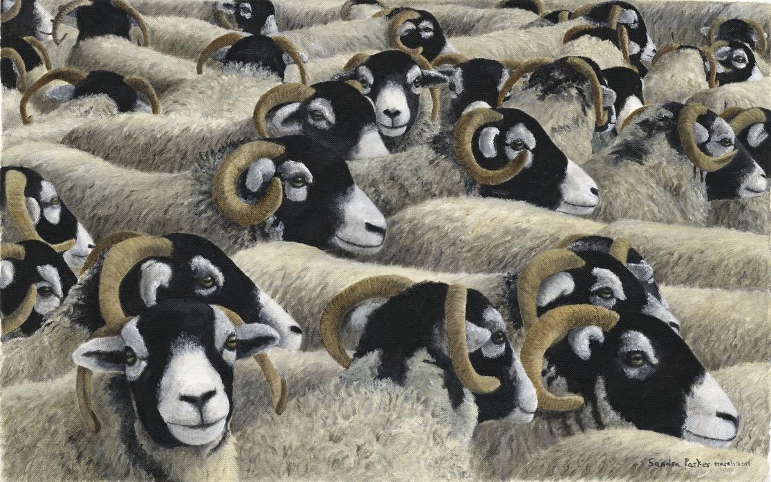 HARDY BREED: Just one of many of Sandra Parker’s striking images of Swaledale sheep – a breed that holds a fascination to her and her customers