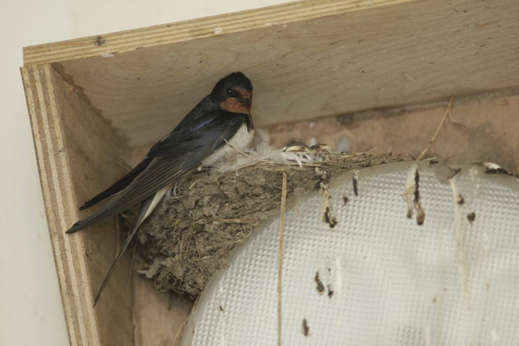 WONDER OF NATURE: The swallow expends a huge amount of energy building a next