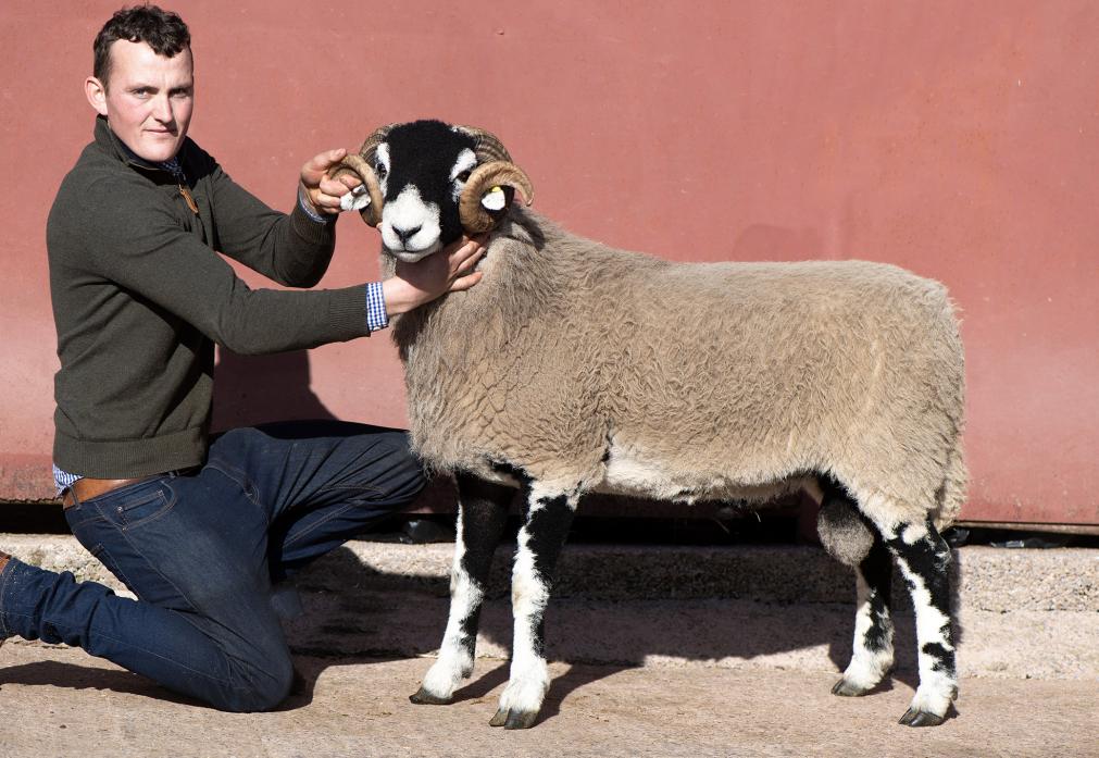 SIMPLY THE BEST: Michael Allinson with the Allinsons’ top priced Swaledale tup at the three-day Kirkby Stephen sale in October Picture: Wayne Hutchinson