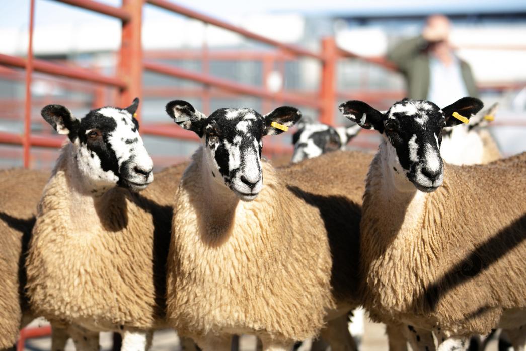 IN DEMAND: Mule gimmer lambs at Barnard Castle, where 4,500 were sold for just under £5 a head more than last year