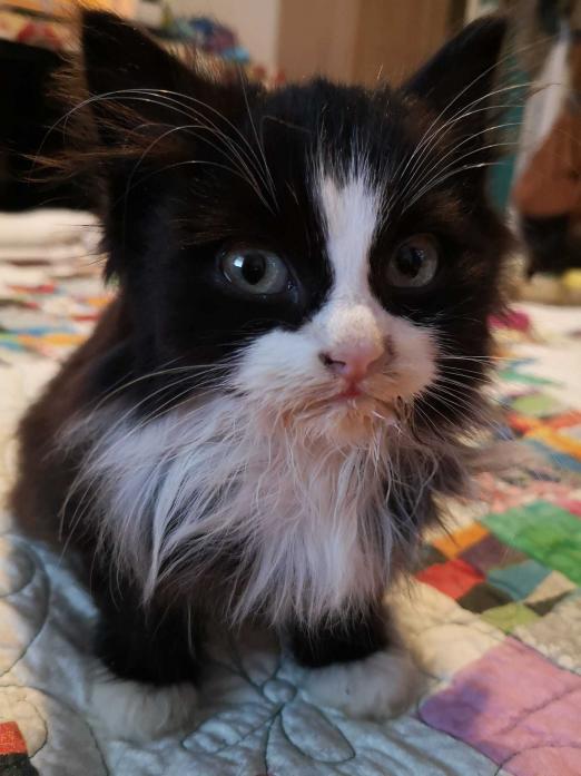 LIKES CUDDLES: An animal rescue centre tried to save this kitten, named Jingles