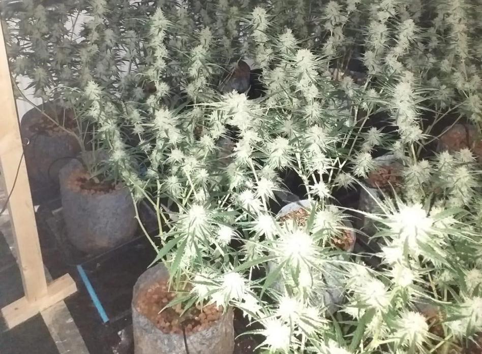 DISCOVERY: Police found cannabis plants when they attended a house in Barnard Castle on an unrelated matter