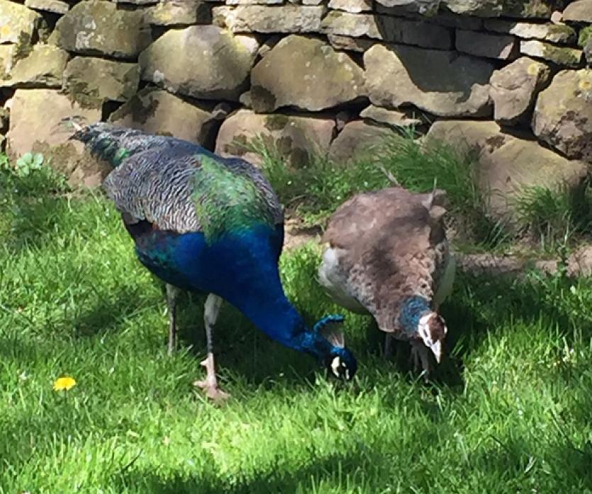 GONE MISSING: Bazil, the timid peacock, left, has wandered off