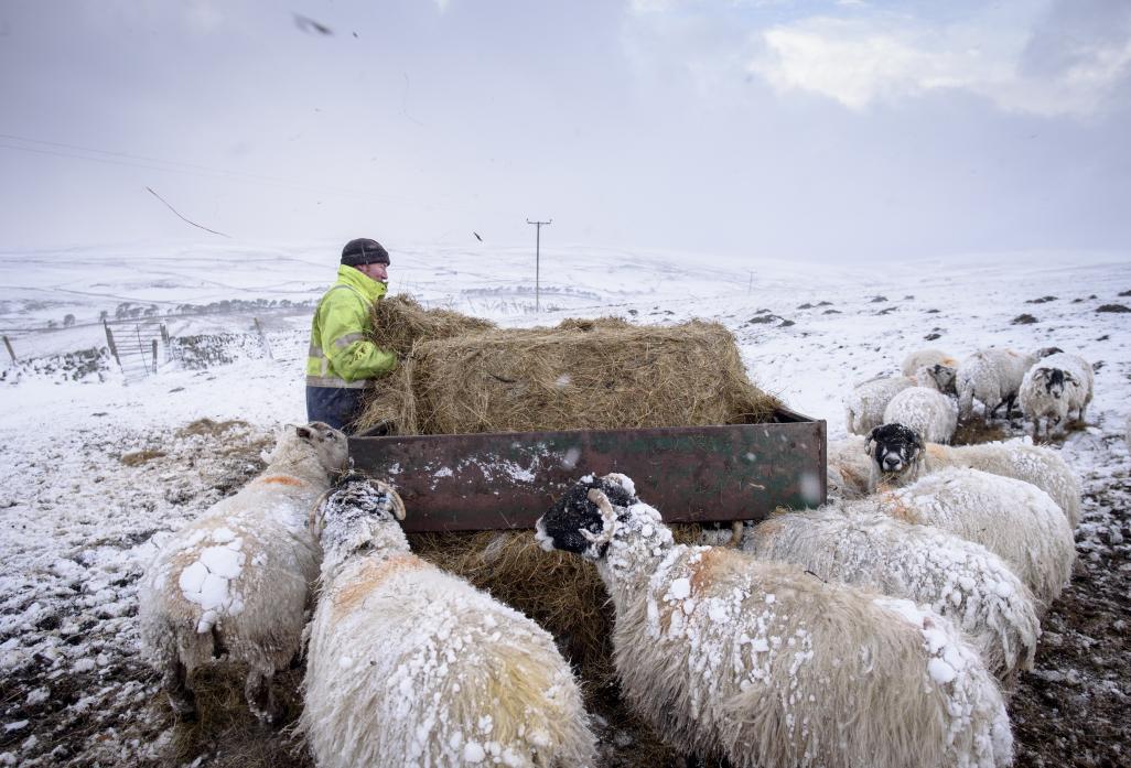 HARSH CONDITIONS: Andrew Bousfield feeding the flock  			      All TM pics