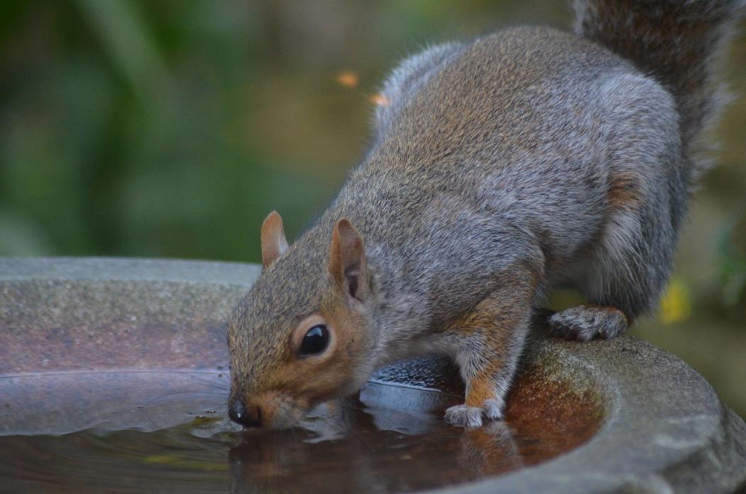 REGULAR GARDEN VISITOR: Grey squirrels have become dominant since their introduction from America