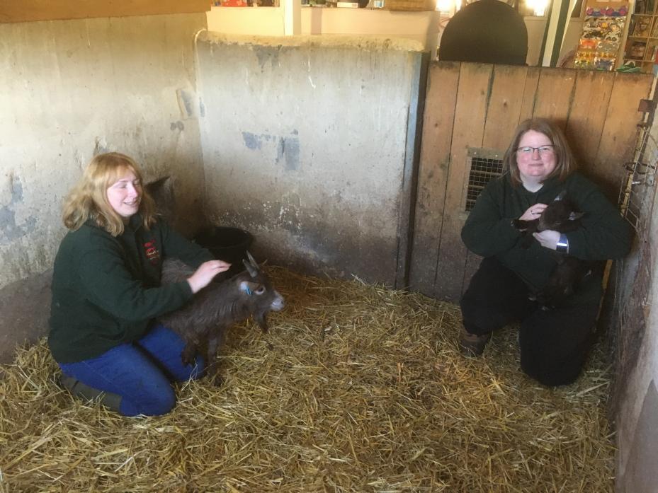 NEW LIFE: Staff with new-born spring goat