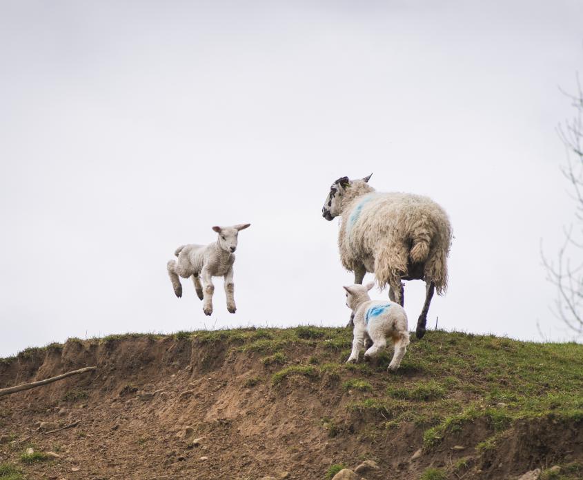 SPRING: A leaping lamb this year captured by one of our reporters while out