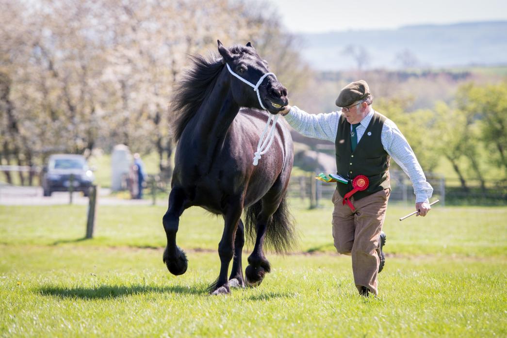DALES DELIGHT: A virtual show is being organised for owners of Teesdale’s native pony breed
