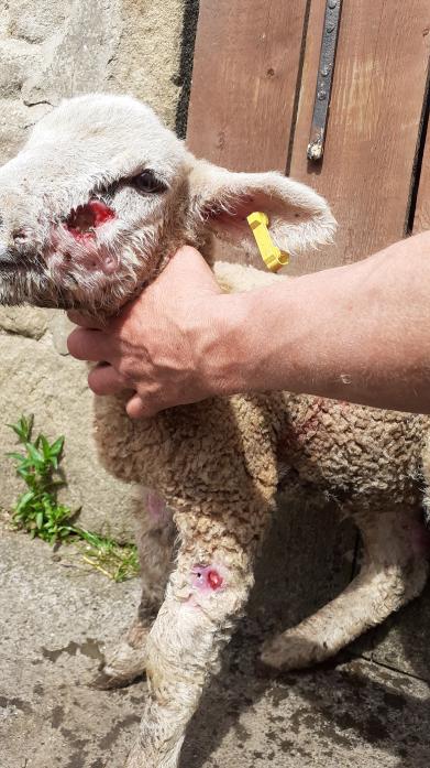 WORRYING TIMES: The injured lamb which was attacked by a dog off the lead on Cockfield Fell