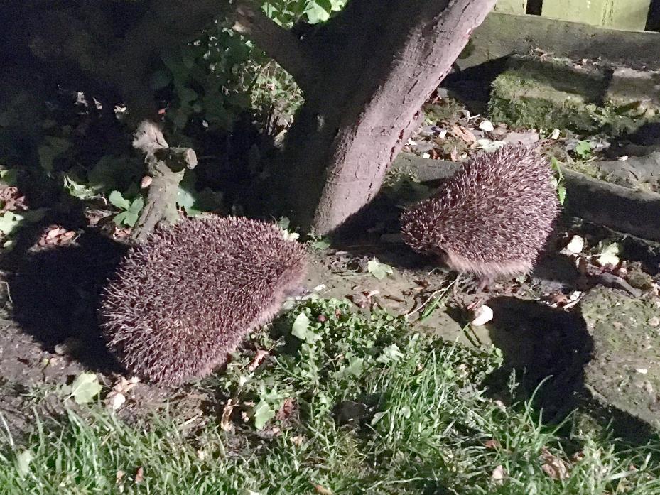 HELP FOR HEDGEHOGS: These two were captured on camera by Mercury reader Yvonne Kesterton looking for food in her garden