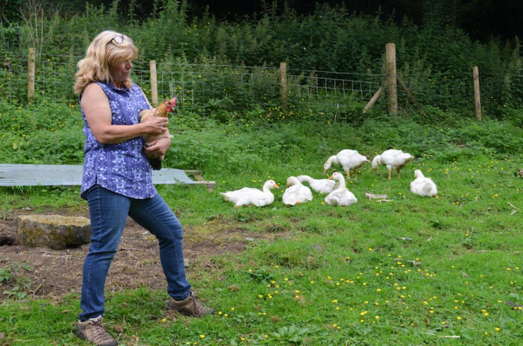 GOOSY GANDER: Kathy Palmer with her hen, Brownie, and her gaggle of goslings. Brownie happily nurtured the goslings after sitting on the eggs. Below, the animals in the paddock