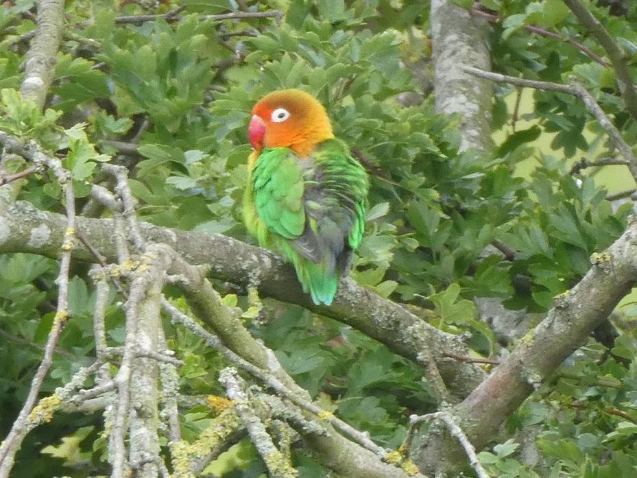 ROOSTING: Residents in Startforth Park are looking for the owner of this lovebird