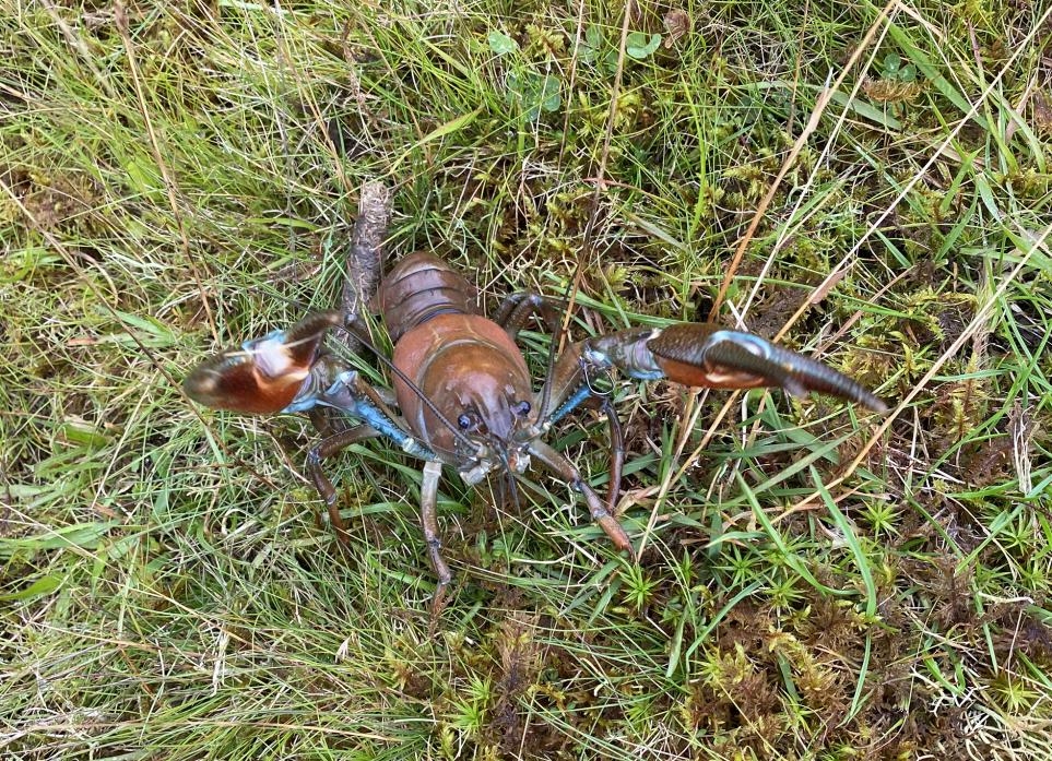 CATCH OF THE DAY: One of the crayfish which were the only things caught during the Smiths’ trip to Hury