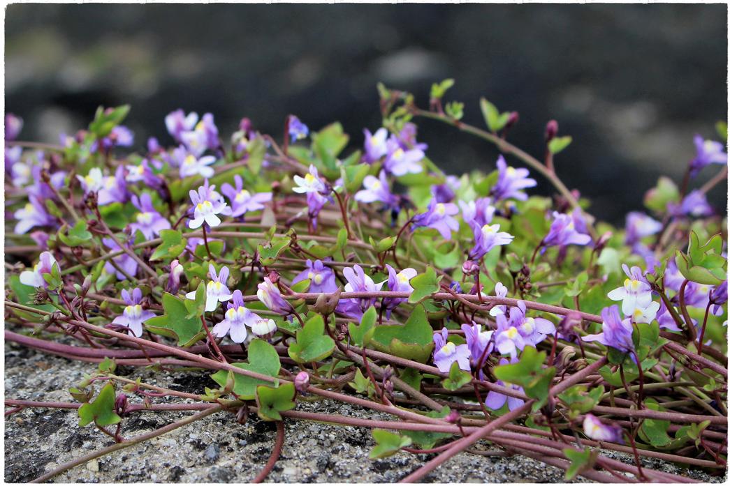 WIDELY SPREAD: Ivy-leaved toadflax can be found wherever there are old walls