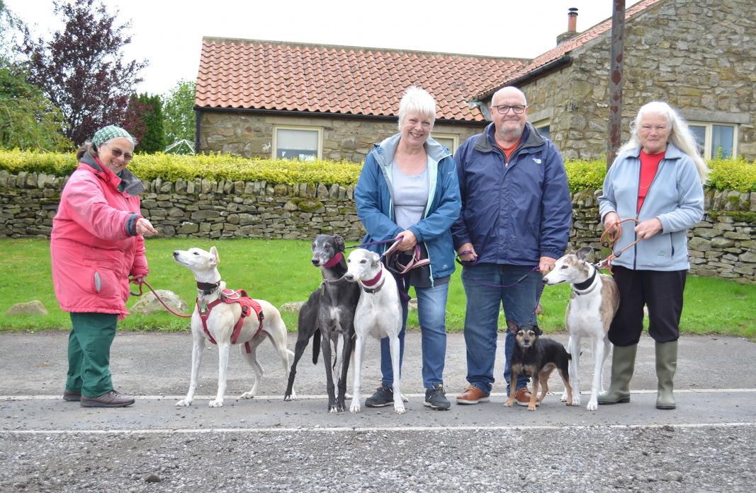 STAYING PUT: There will be no Great Global Greyhound Walk this year for Carroll Trevor, with Amber; Sheila Wylie with Sky and May; Mike Wylie with Zak and Glynis Laidler with Bess