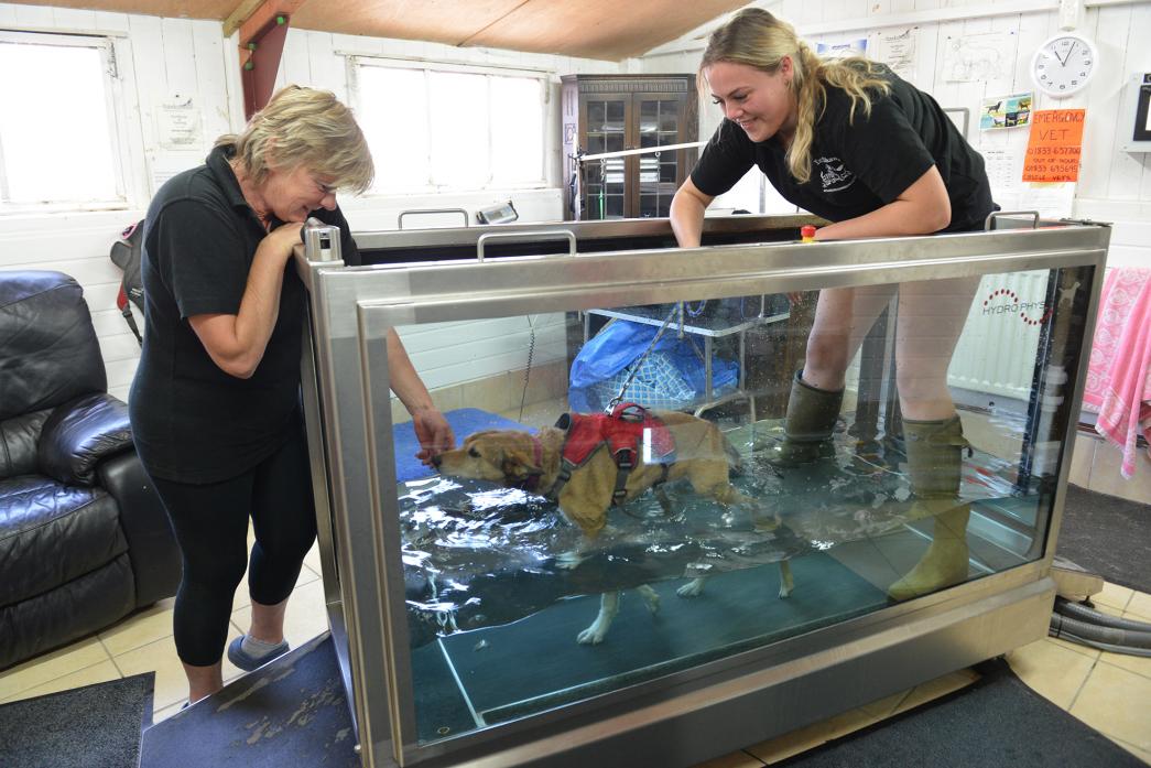 DOG’S LIFE: Shirley Sowerby and Elle Symonds guide 11-year-old dog Tess in the hydrotherapy treadmill pool at East Shaws Kennels and Cattery