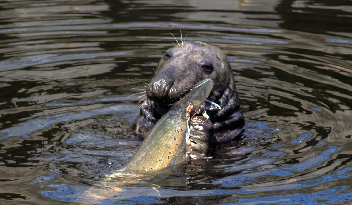 UNDER THREAT: Seal predation lower down and off the mouth of the Tees is just one reason why the Tees has been classed as an “at risk” river Pic: Reece Hugill/ Canal & River Trust