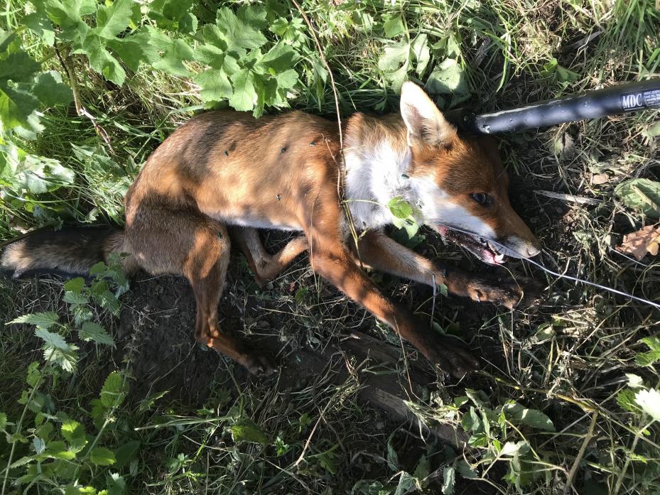 CALL OUT: The RSPCA’s photo of the fox caught near Greta Bridge