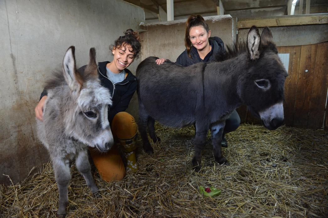 OPEN TO VISITORS: Volunteers Kennedy Page and Beth Rapley with pygmy donkey Cara and her new offspring Gloria which was born during the height of the coronavirus pandemic