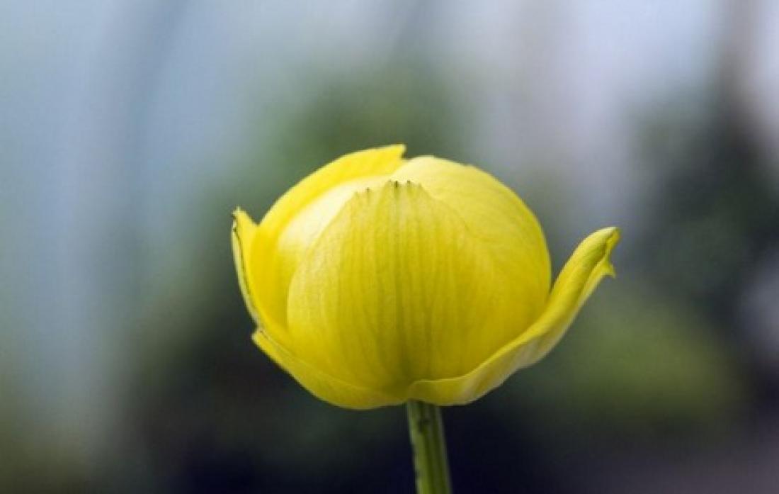PRETTY: The globeflower is usually found at higher altitudes