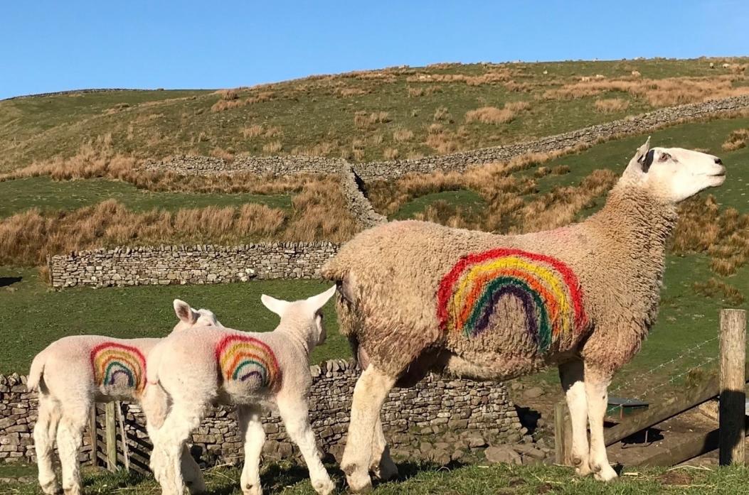 NHS TRIBUTE: The rainbow ewe and lambs were captured on camera by by Helen Harrison for the Utass calendar