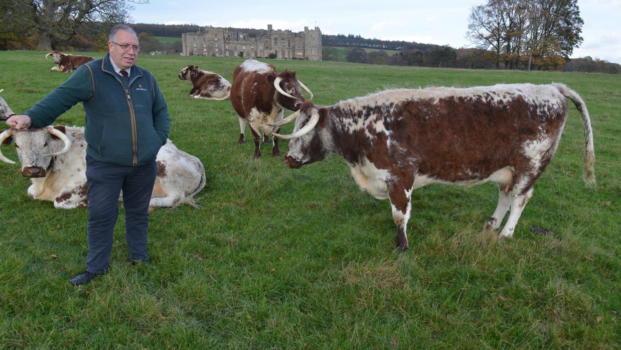 BEST OF THE BREED: Raby Estate farm manager Robert Sullivan with the top longhorn for the North of England and Scotland, Raby Nour