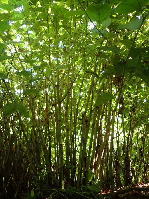 INVASIVE: The view from underneath a canopy of tall invasive Japanese knotweed plants