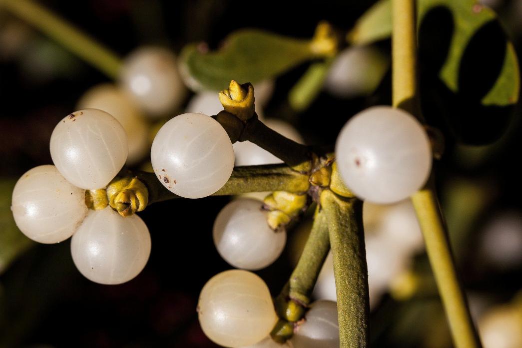 TOXIC: There are myths aplenty about mistletoe