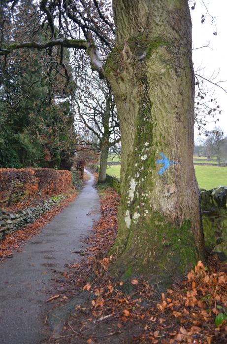 IT’S A FIX: Graffiti on a sycamore tree will be cleaned up by the county council’s new “Find It and Fix It” squad, which aims to help Middleton-in-Teesdale’s chances in the Northumbria-In-Bloom competition