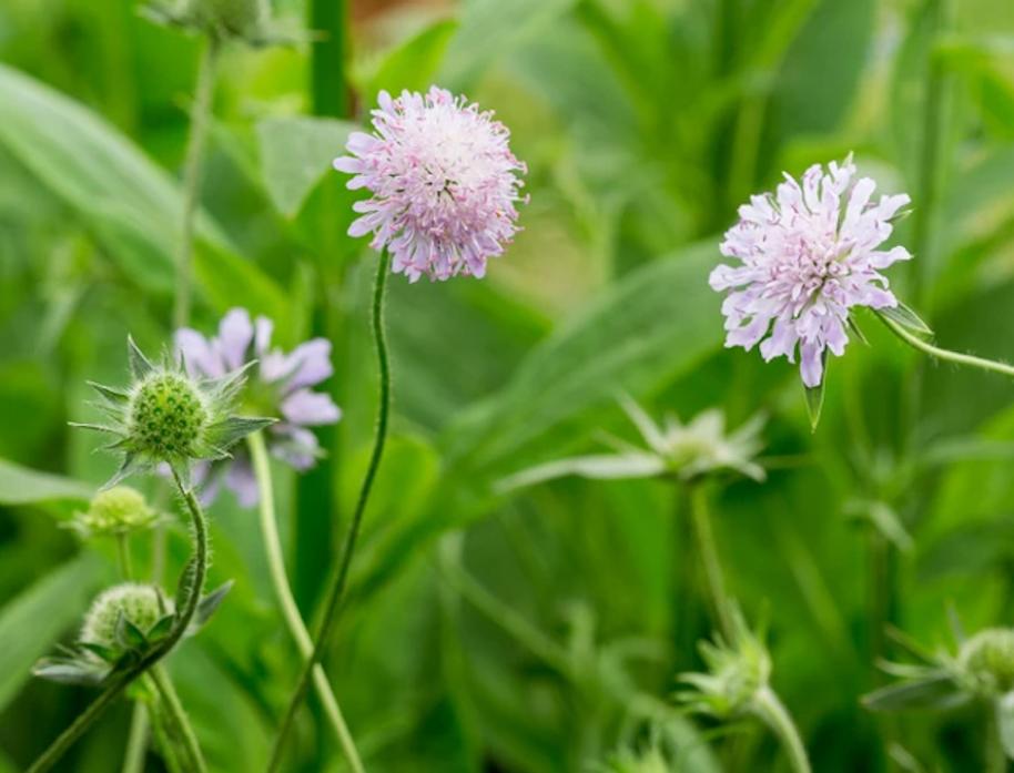 TALL ORDER: The stem of the field scabious can grow up to a metre high