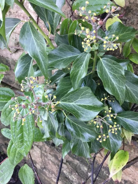 A PLANT OF CONTENTION: While opinion differs over the damage caused by ivy, there is little proof it lives up to one of its other claims – to be a hangover cure