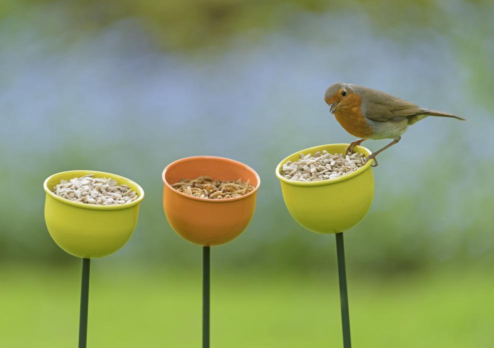 POPULAR SIGHT: The robin was one of the top ten birds spotted in last year’s RSPB Big Garden Birdwatch