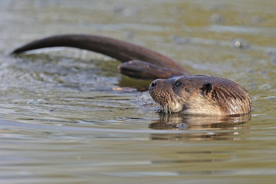 INCREASING NUMBERS: Otters are a regular sight along the Tees in Barnard Castle Pic: Peter Cairns/ 2020VISION