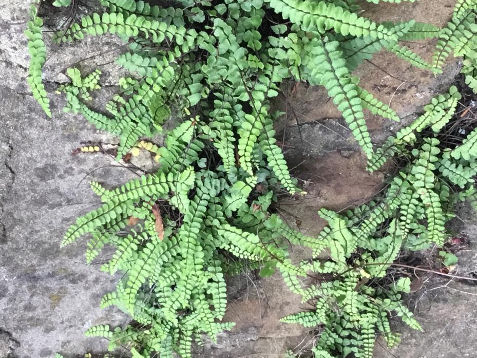 PLEASED TO SEE YOU: Maidenhair Spleenwort is a common sight around Barnard Castle