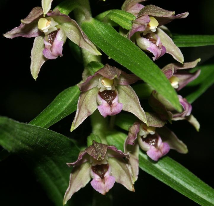 WEEDKILLER INEFFECTIVE: Broad leaved helleborine can be found in the grounds of The Bowes Museum