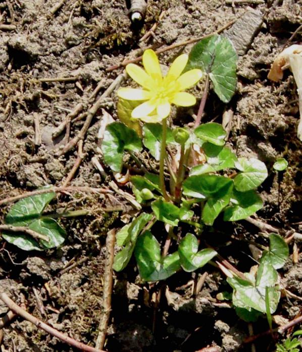 GOLDEN STAR: The lesser celandine, one of the first wild plants to flower Pic: Geoffrey Chaytor