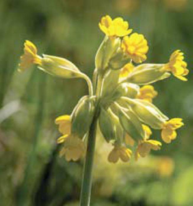 SPECIAL: Cowslips are abundant