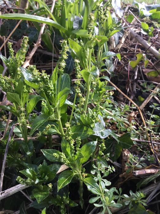 COMMON SIGHT: Dog’s mercury is a common sight in woods around Barney