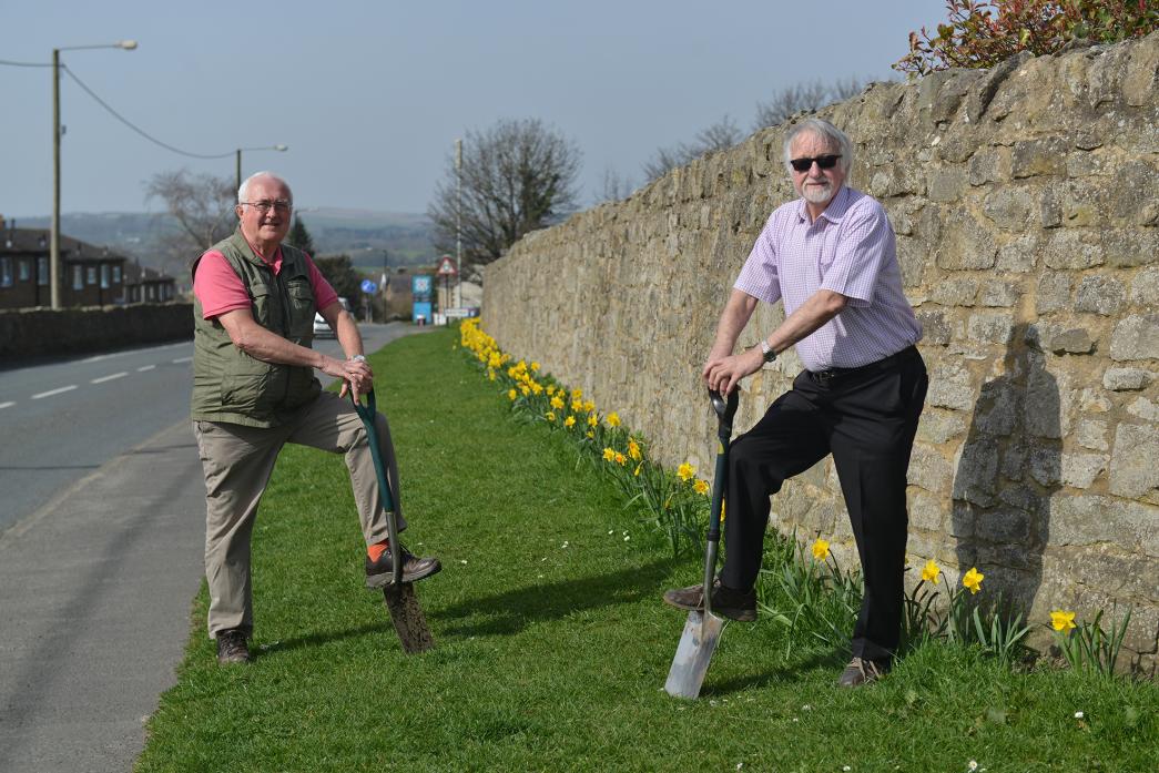 COLOURFUL SIGHT: Barry Parker and Alan Jenkins have planted about 2,000 daffodils along the wall at High Riggs